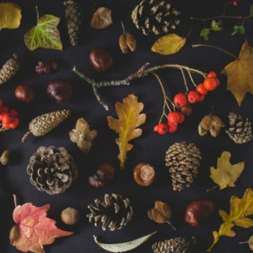 autumn leaves with acorns and maple leaves