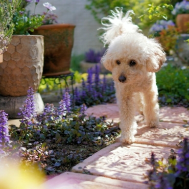 a little white poodle dog walks down a garden path between plants