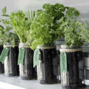 six mason jars with herbs growing inside