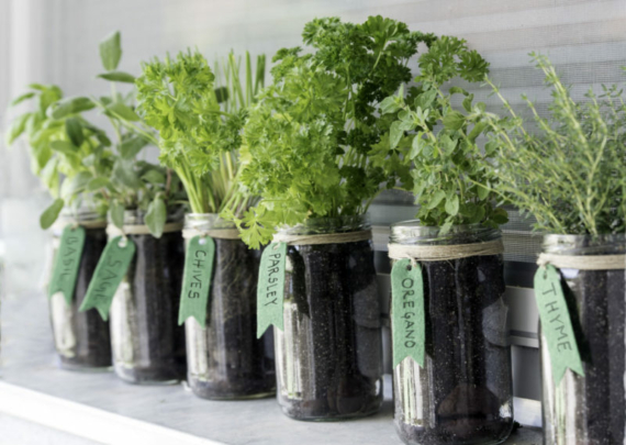 six mason jars with herbs growing inside