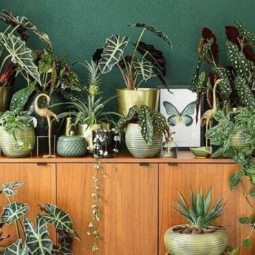 indoor garden ideas with a retro sideboard covered in plants