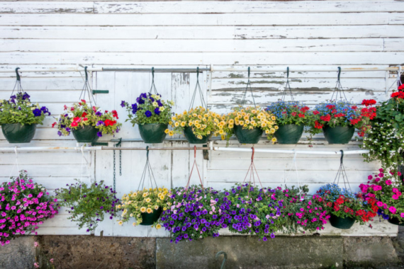 two rows of multicoloured hanging baskets on a fence