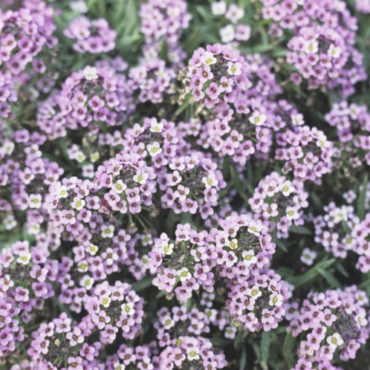 a thick patch of sweet alyssum, which has lots of tiny delicate flowers in pink and purple