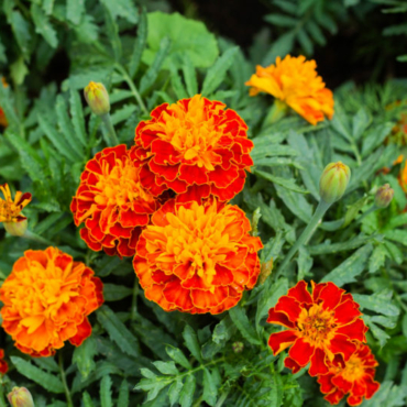 marigolds are beautiful flowers and are one of the plants which repel mosquitoes