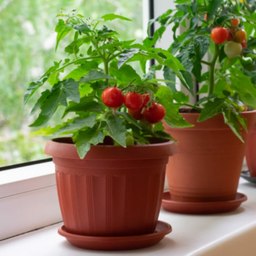 how to grow tomatoes in pots on a windowsill