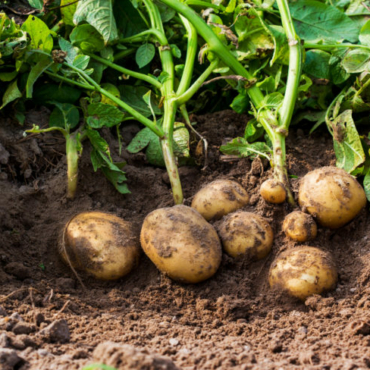 clusters of muddy potatoes, pulled straight from the ground