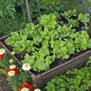 a container of lettuce plants in a garden