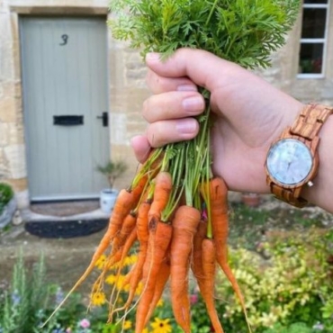 close-up of a hand clutching a bunch of carrots