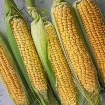 five cobs of golden corn, picked from a garden