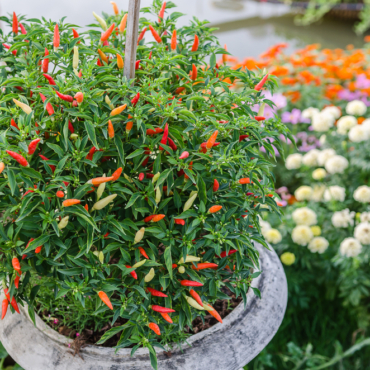 a guide to show you how to grow chilli peppers in your garden