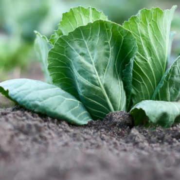a small head of cabbage forming in soil