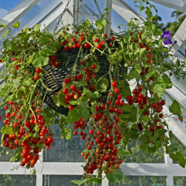 you can grow vegetables in hanging baskets, like this huge tomato plant with lots of trailing fruit