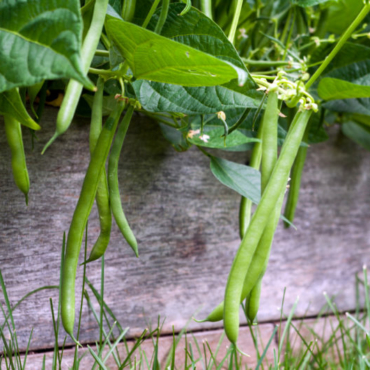 a close up of green bean vegetables in a container garden, ripe and ready to harvest