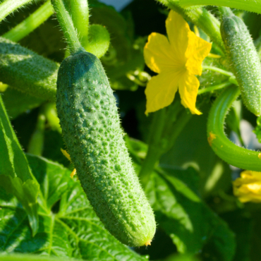 a ripe cucumber hanging from a flowering vine
