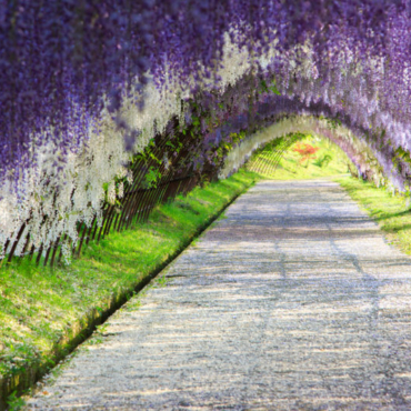 the Kawachi Fuji Garden in Kitakyushu, Japan, is considered one of the most spectacular wisteria displays in the world and an epicentre for wisteria hysteria