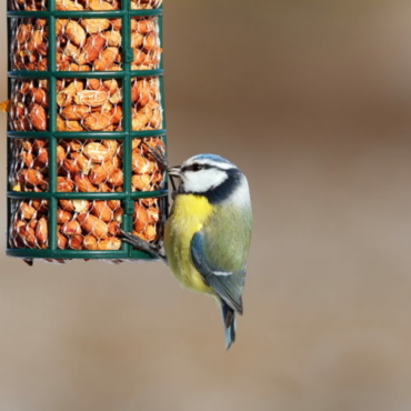 a blue tit enjoying peanuts in a bird friendly garden