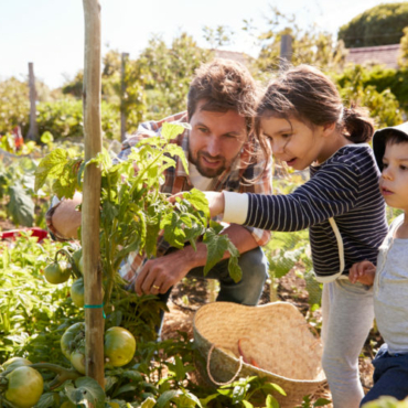 a father and two children looking closely at a tomato vine in a vegetable patch
