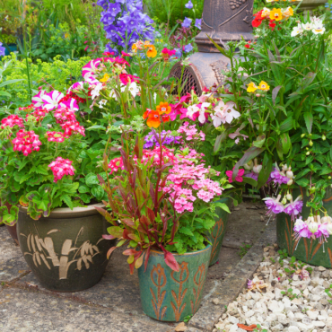 a collection of pots filled with the best plants for container gardening