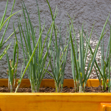 a rectangular planter with spring onions growing inside