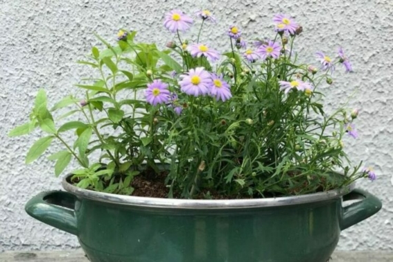 an attractive colander is a great way to use upcycled garden ideas in your garden