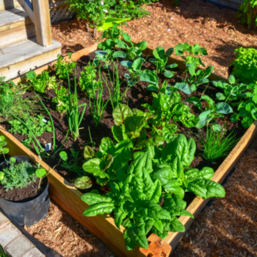 a raised vegetable bed for intensive crop growing