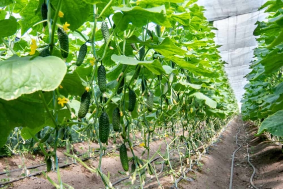 growing cucumbers in a greenhouse with irrigation