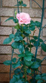 small rose trellis