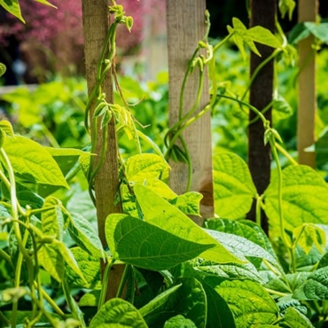 Types of beans that need a trellis when to trellis them