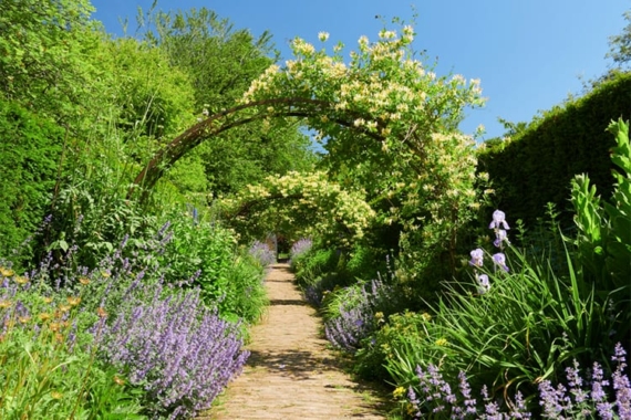 honeysuckle arch trellis