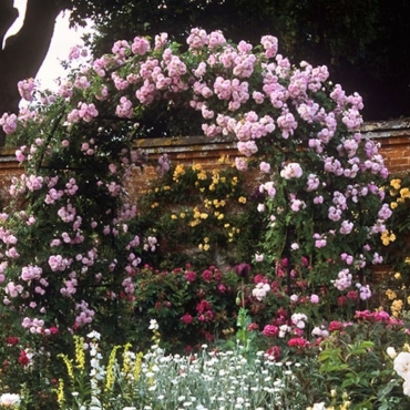 Romantic garden with rose trellis