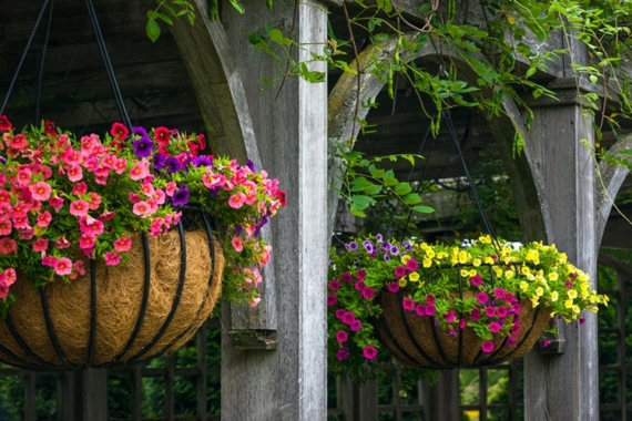 grow annuals in hanging baskets