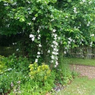 How to Choose The Best Trellis for Clematis & Train it Properly 1