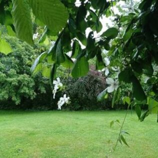 How to Choose The Best Trellis for Clematis & Train it Properly 2