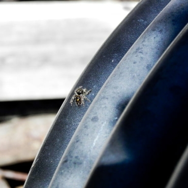 6 Ways to Keep Spiders Off Garden Furniture and Patios 2