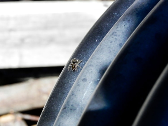 6 Ways to Keep Spiders Off Garden Furniture and Patios 1