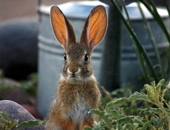 stop bunnies from chewing on garden furniture