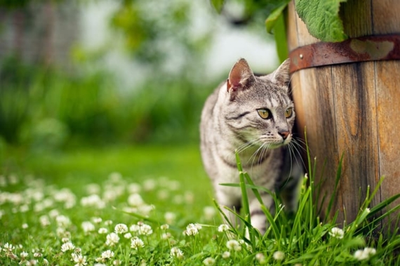 stop cats from spraying on garden furniture