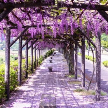 trellis wisteria