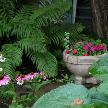 which garden plants grow well in shade