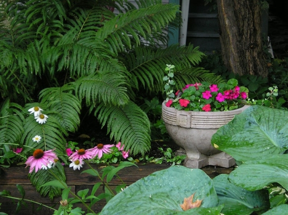 which garden plants grow well in shade