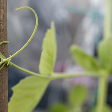 which vegetables need trellis