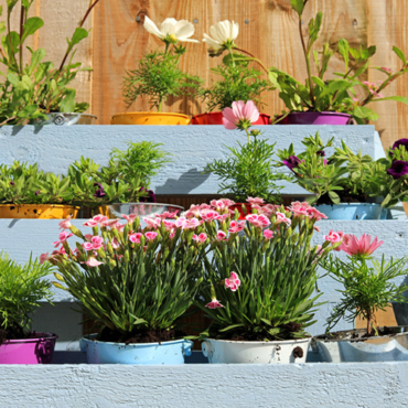 pink dianthus flowers blooming in coloured buckets in a blue wooden tier planter