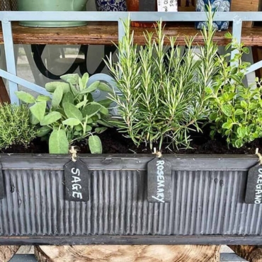 10 Herbs for Planter Boxes That Won't Die on You Easily 4