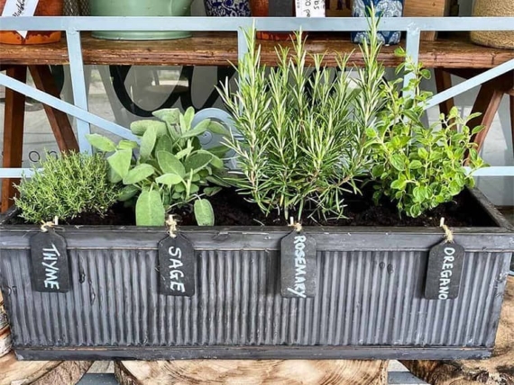 10 Herbs for Planter Boxes That Won't Die on You Easily 1