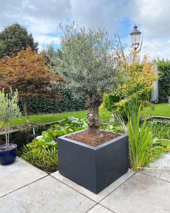 metal planter box olive tree