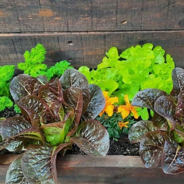 what to grow in a vegetable planter box