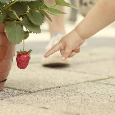 strawberry planter