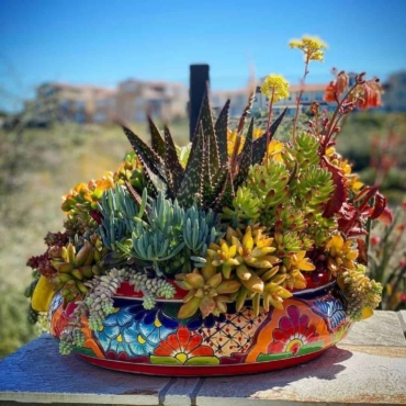 succulents in sunshine