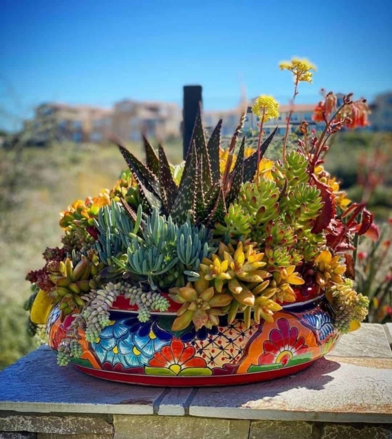 succulents in sunshine