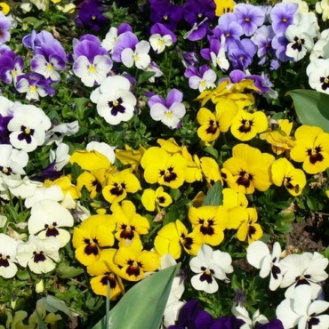 Winter Pansies Growing Guide